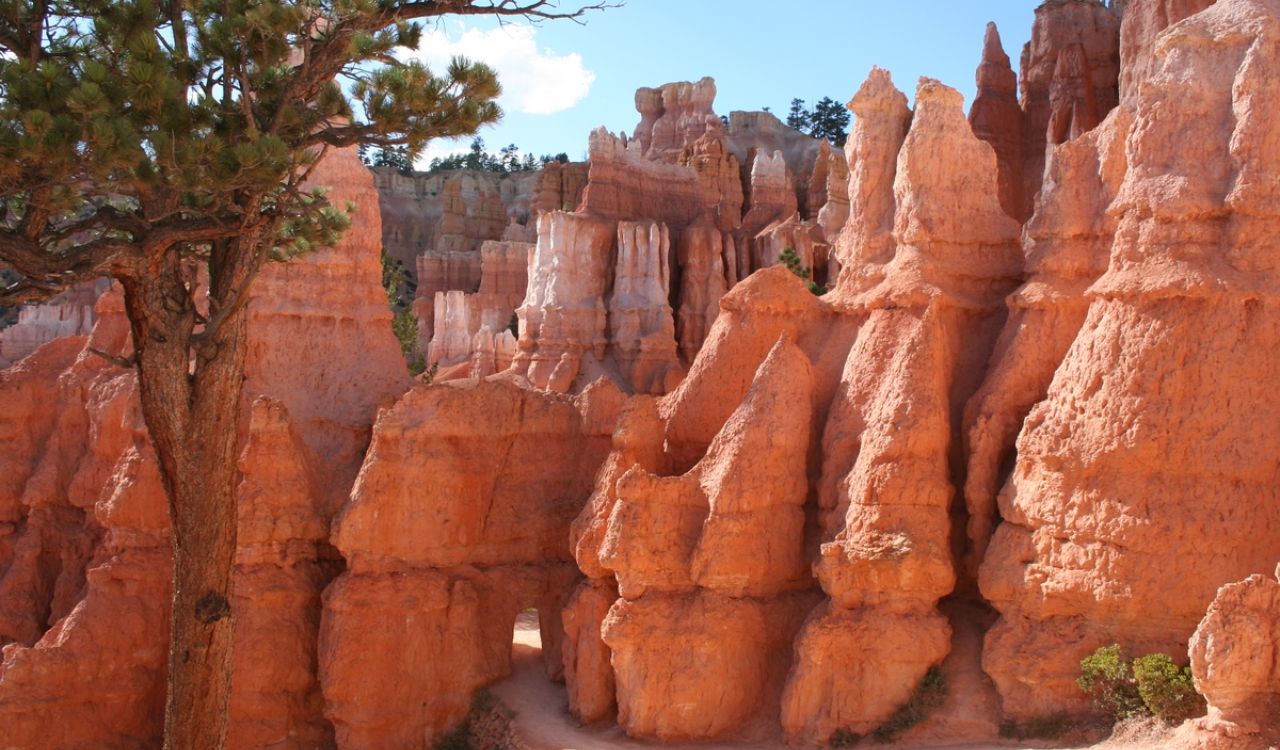 Orange rock spires and hoodoos along the Fairyland Loop in Bryce Canyon National Park