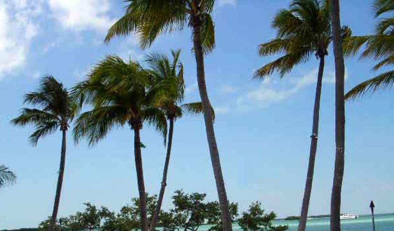 Palm trees along a sandy beach with turquoise water in the Florida Keys