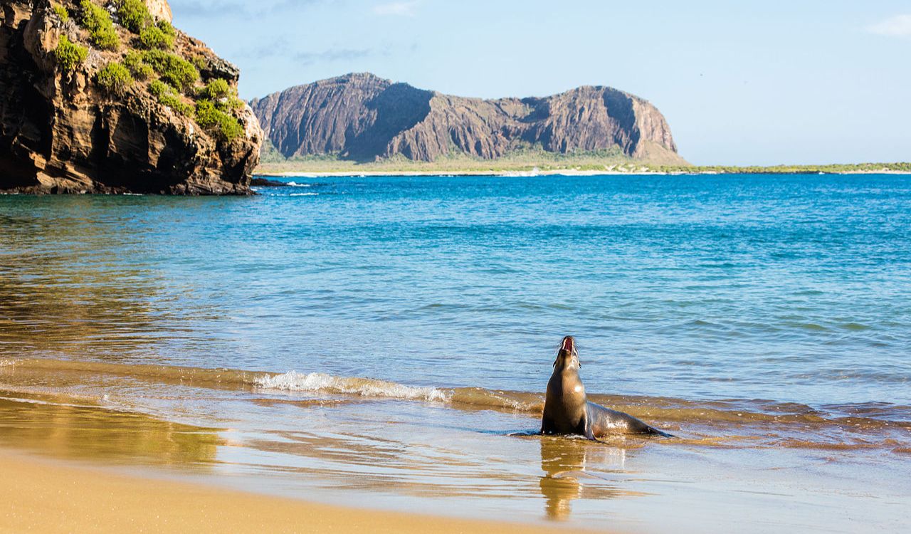 Sea lion on beach in the Galápagos Islands, Ecuador with ocean and cliffs