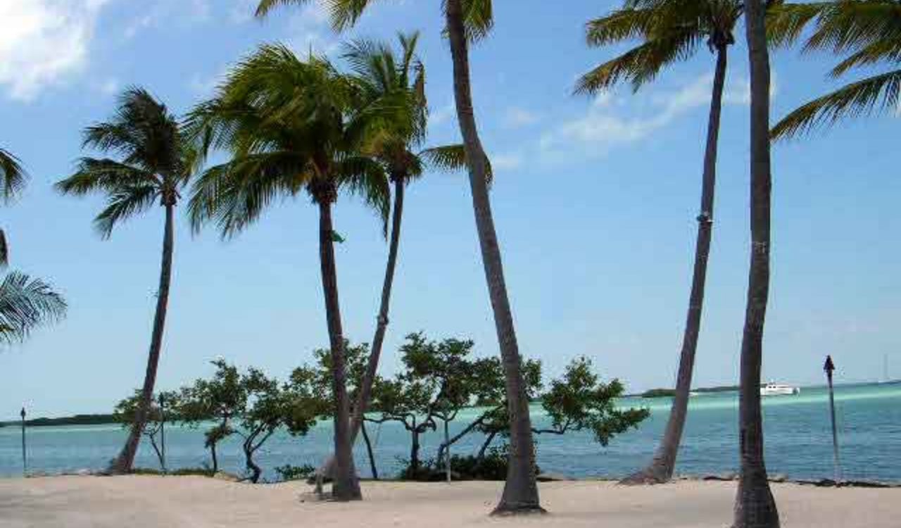 Tall palm trees on a sandy beach in Islamorada, overlooking calm turquoise waters under a bright blue sky