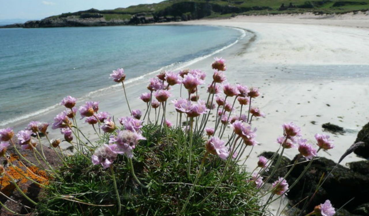 Pink flowers in the foreground with a quiet beach on the Isle of Rum