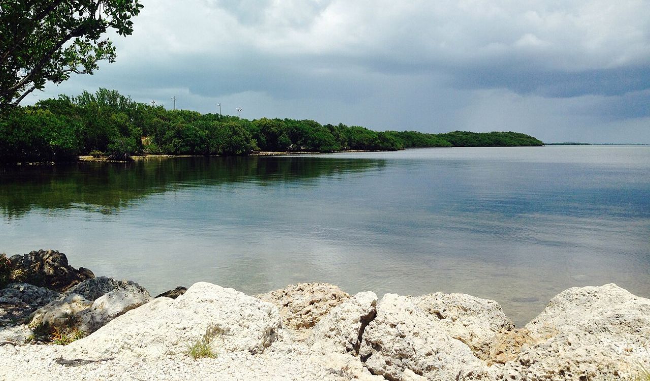 Calm shoreline in Key Largo with rocky foreground, lush green trees, and overcast skies reflected on still waters