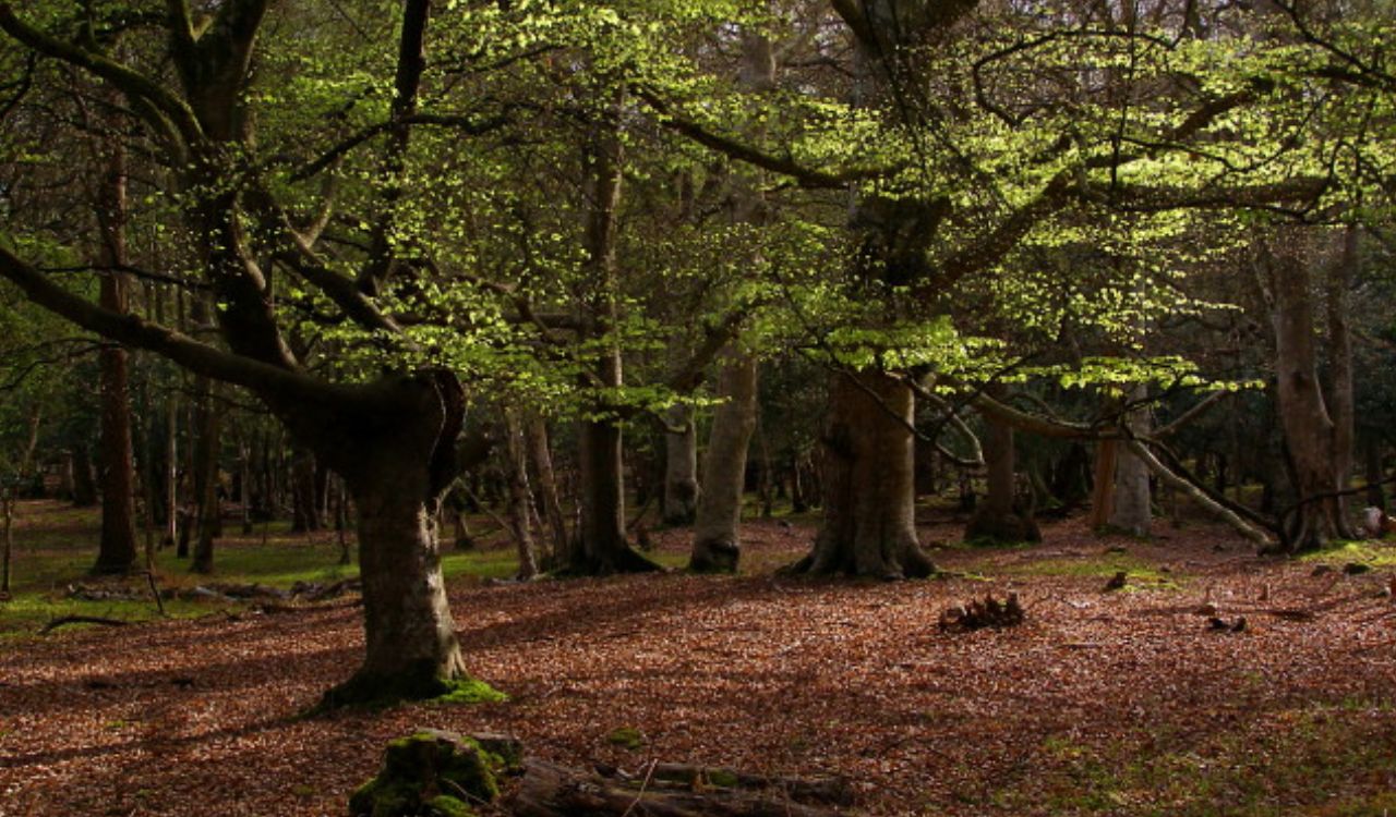Sunlit ancient beech woodland in New Forest National Park, England