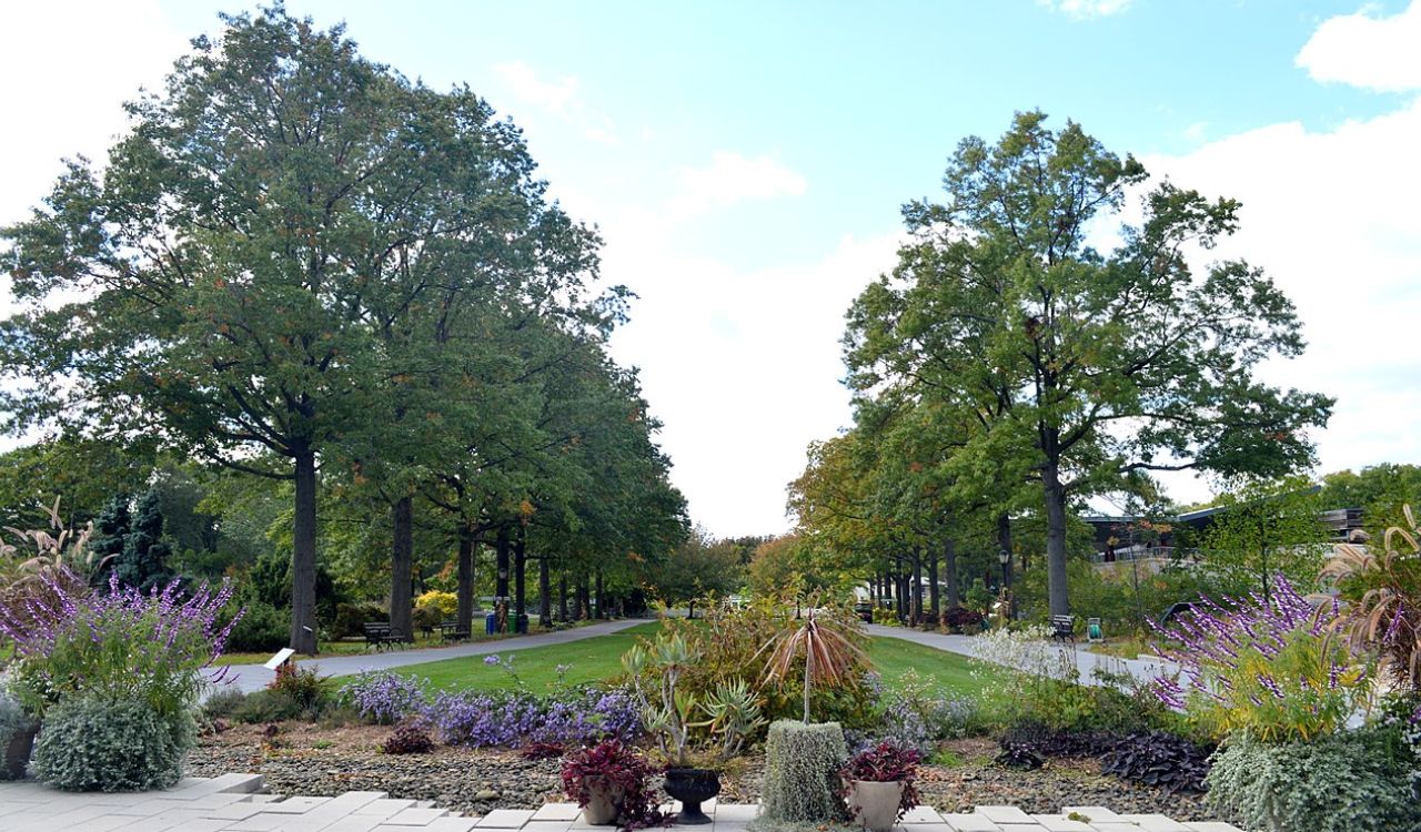 Tree-lined path at Queens Botanical Garden