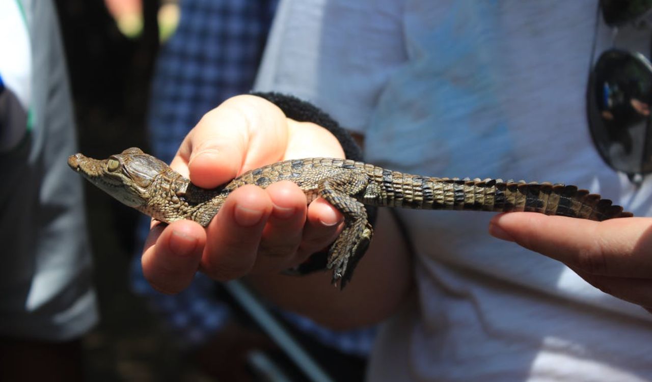 Person holding a small baby crocodile