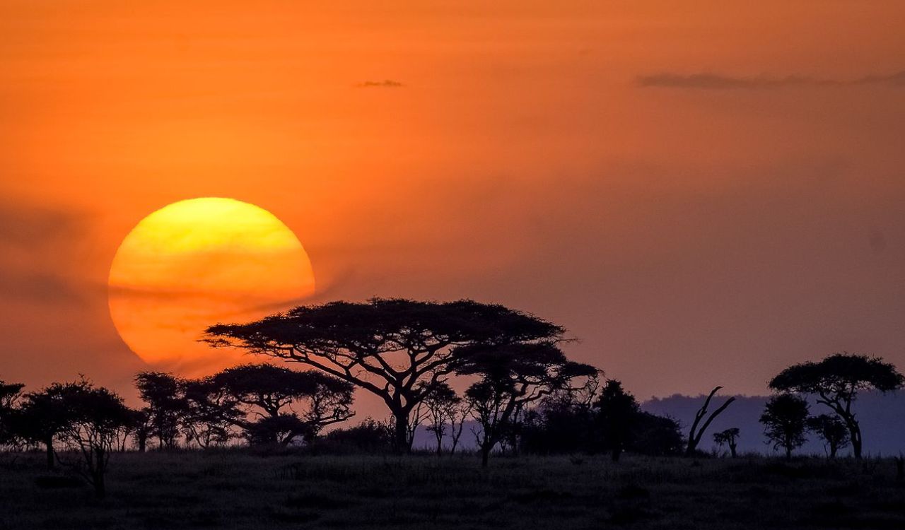 Fiery Serengeti sunset silhouetting acacia trees in Tanzania