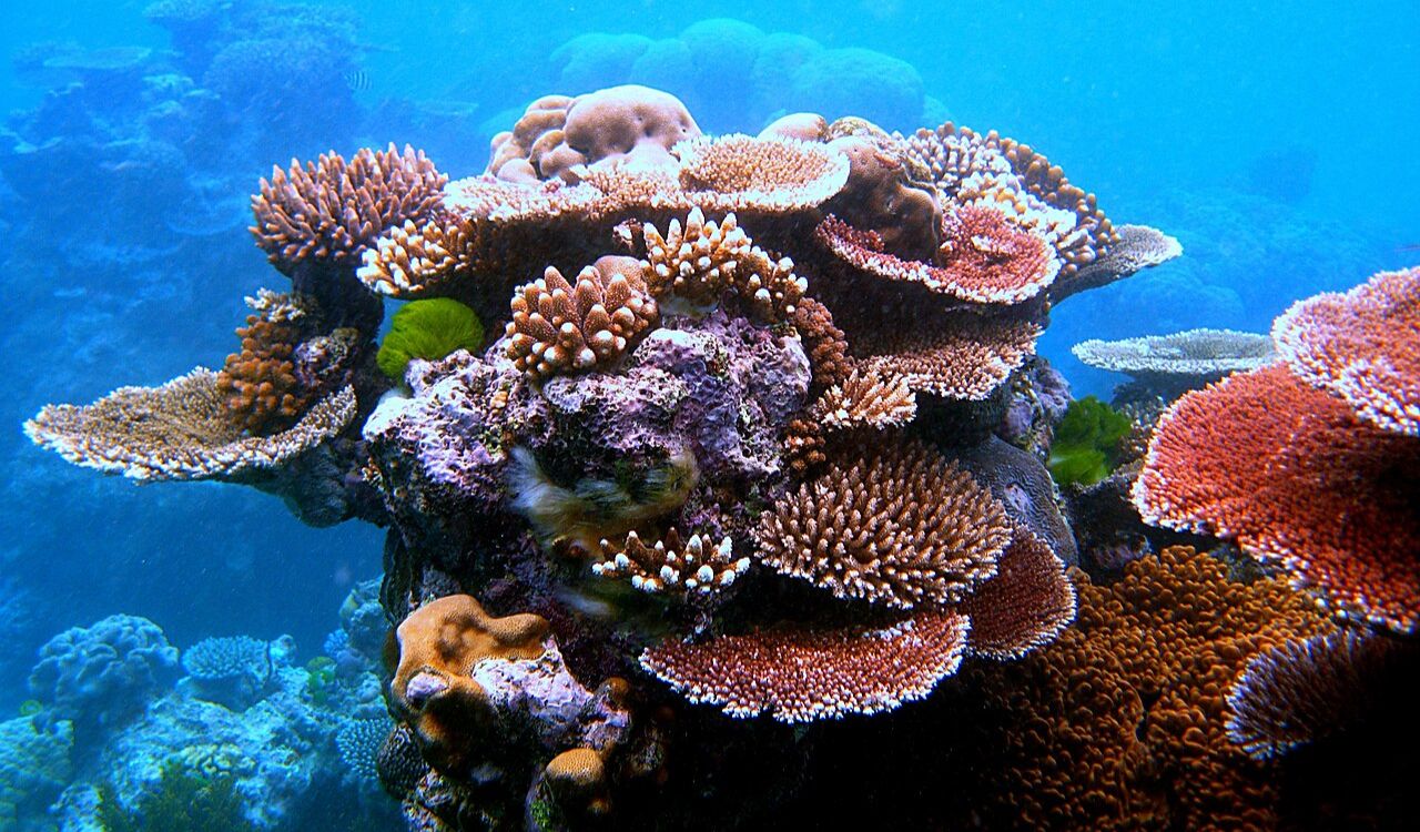 Snorkel vibrant reefs bursting with life