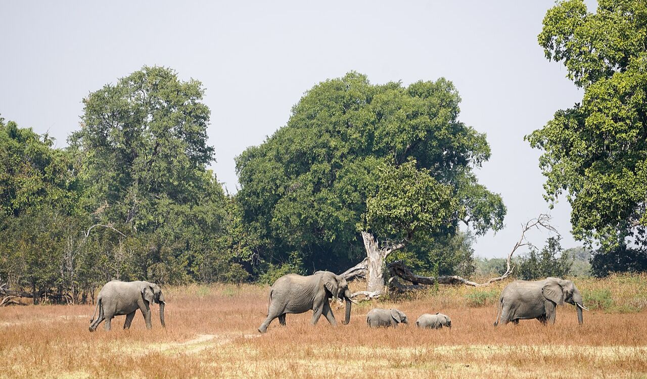 Track rare species on expert-led safaris