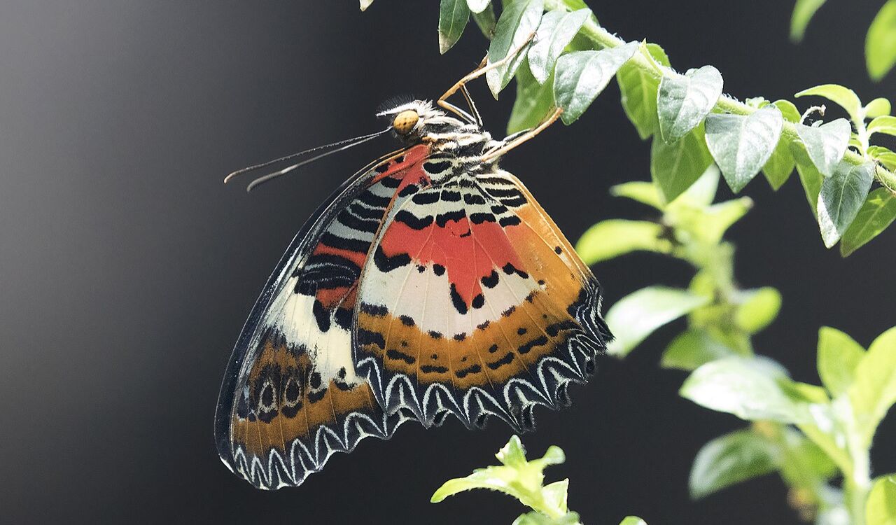 Wander among butterflies and blooming plants