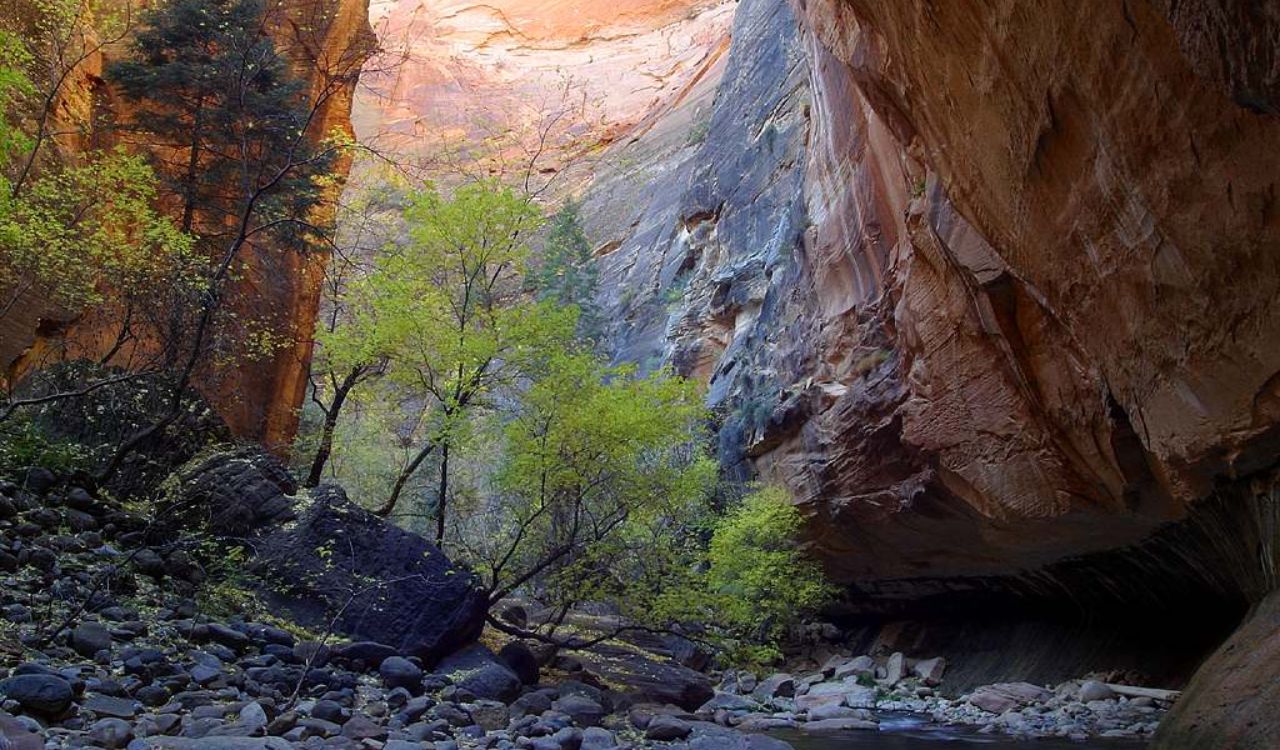 Narrow canyon with flowing river, trees, and high sandstone walls in Zion National Park