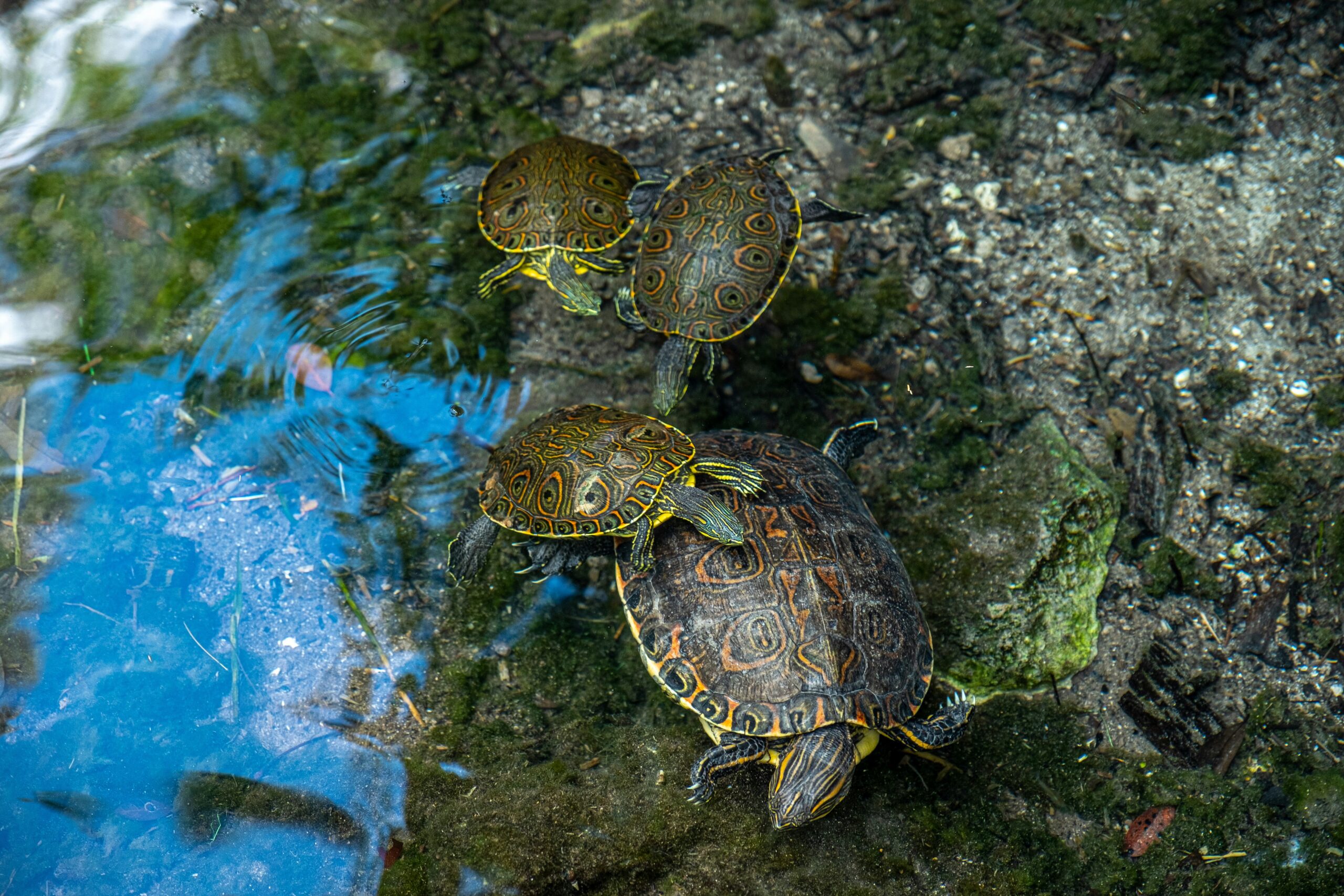 The Turtle Club Naples
