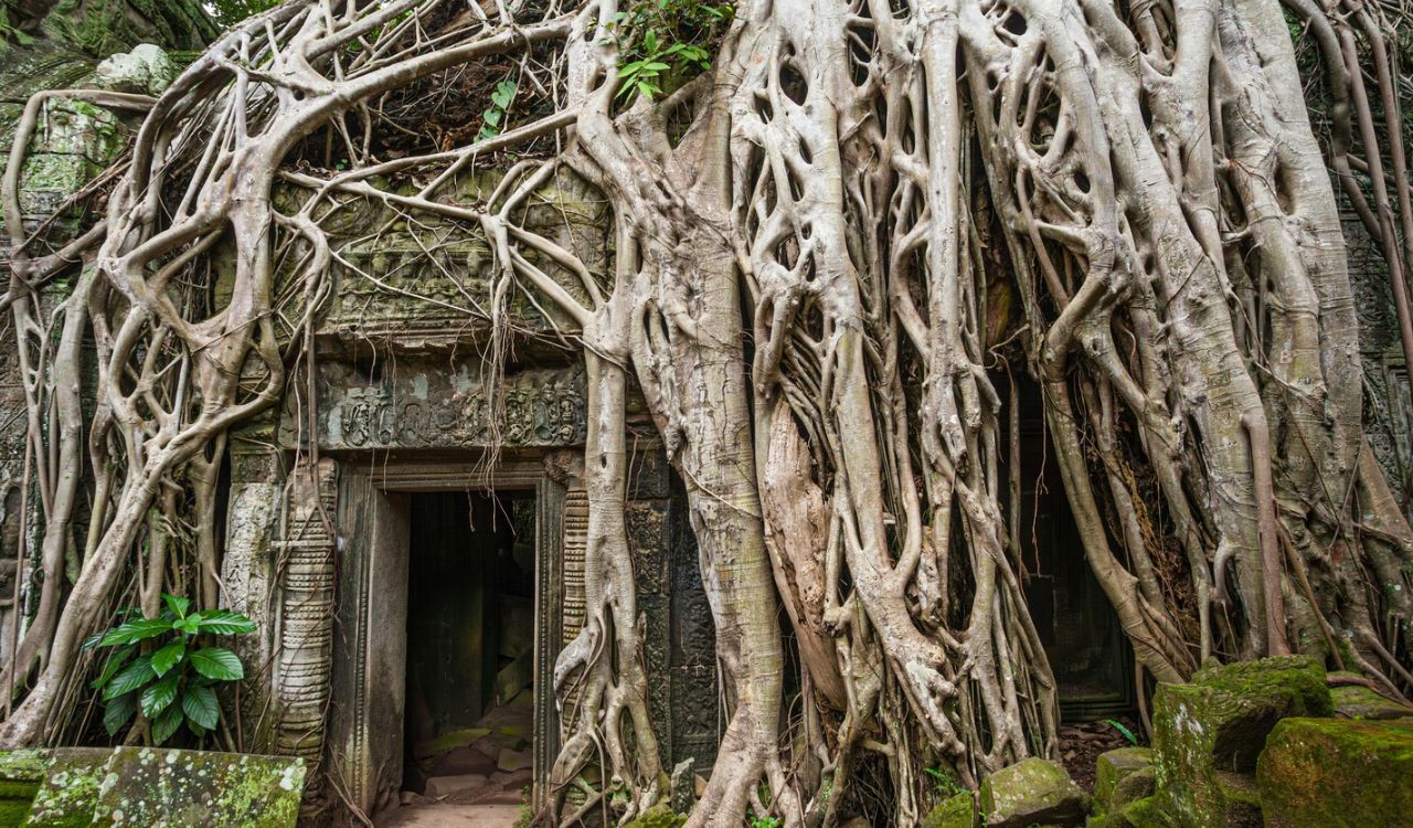 Tree roots engulfing Ta Prohm Temple ruins.