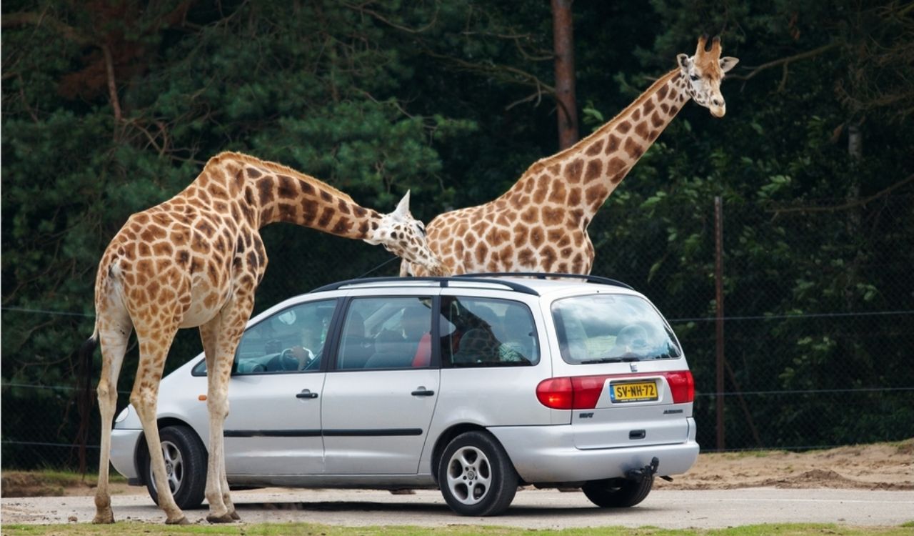 Giraffes greet guests in safari style