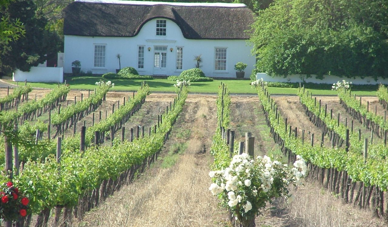 Neat vineyard rows lead to a charming thatched cottage