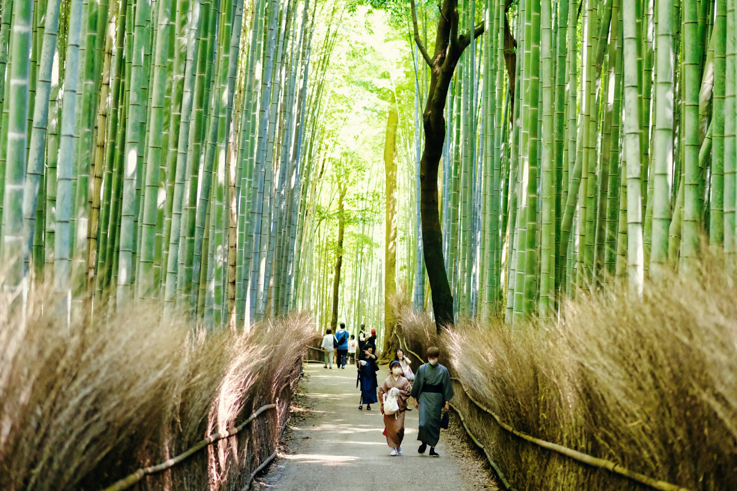 Wander Through the Arashiyama Bamboo Grove