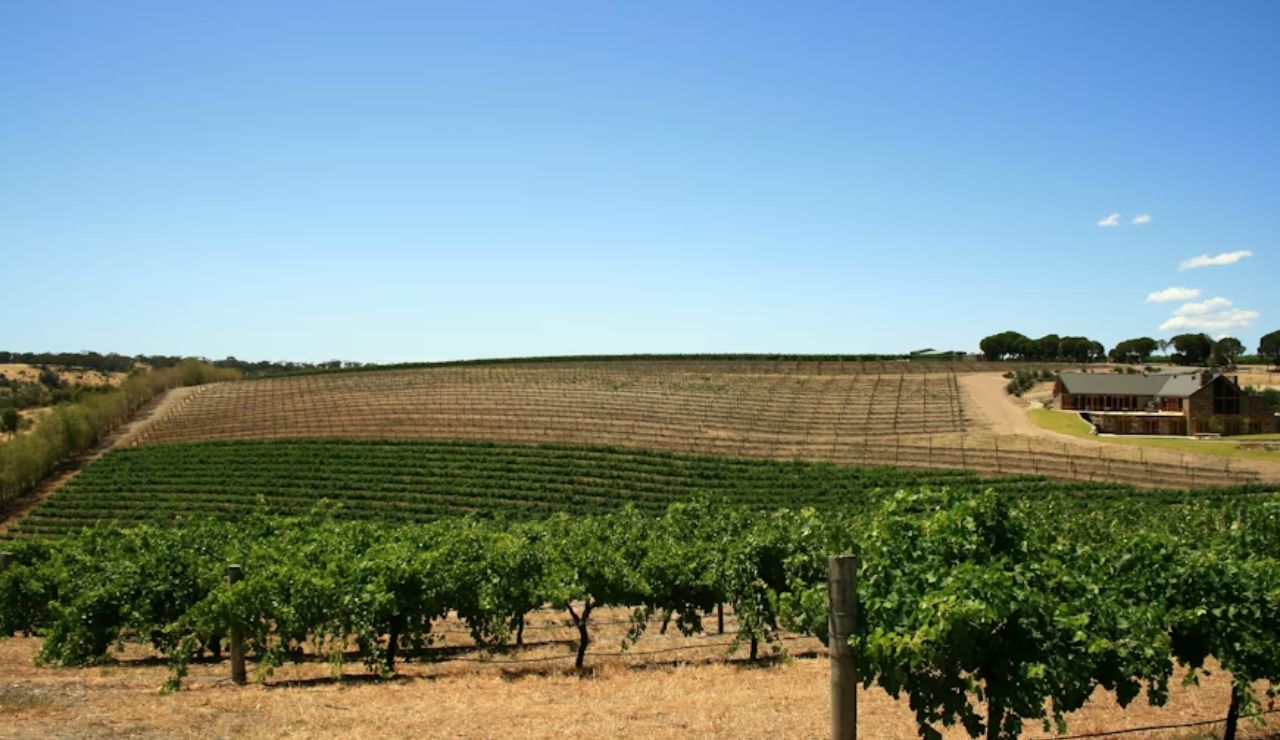 Vineyard on gently rolling hills under a clear blue sky, with rows of grapevines stretching toward a farmhouse in the distance.