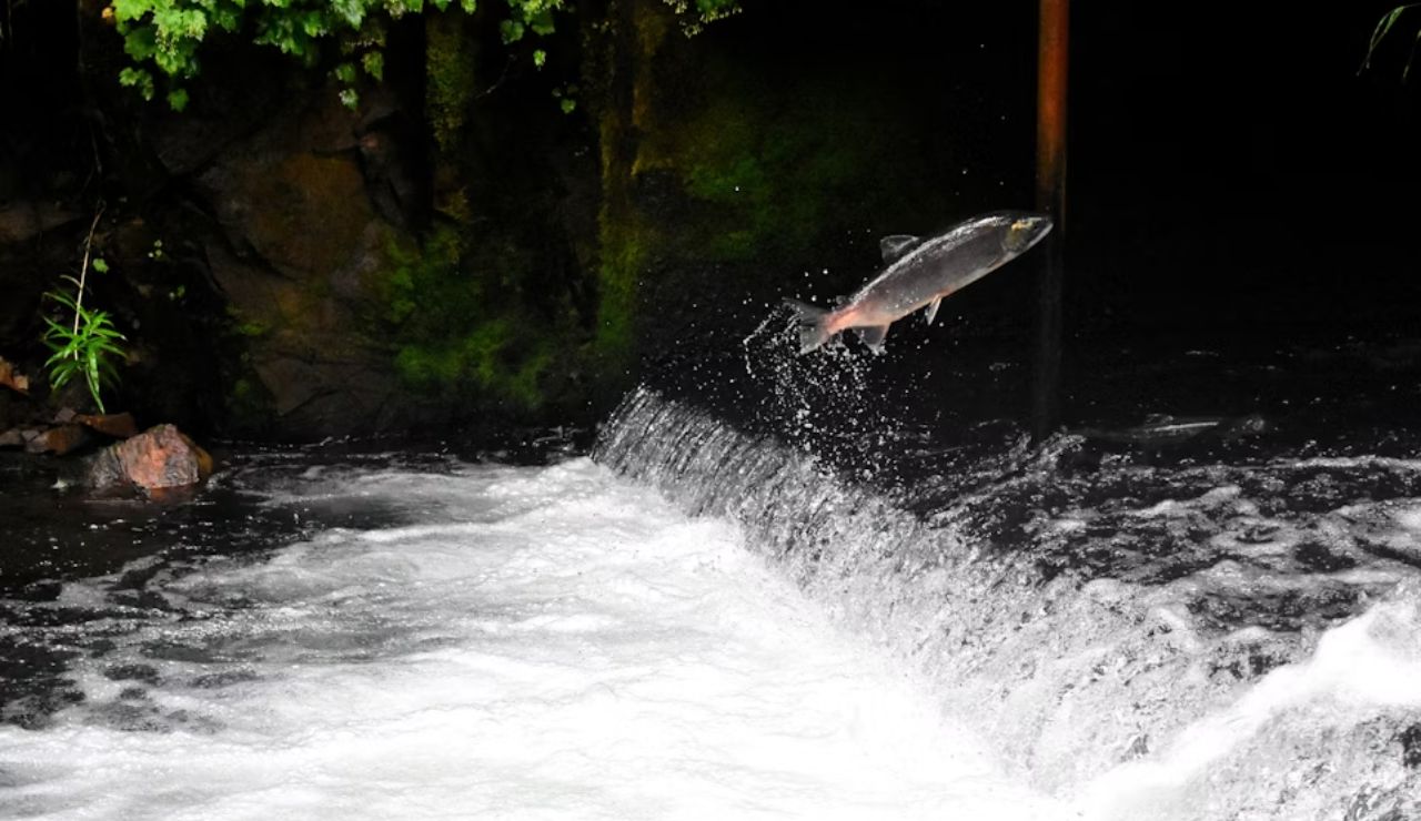 A salmon leaps out of the rushing water over a small waterfall, with moss-covered rocks and greenery in the background.
