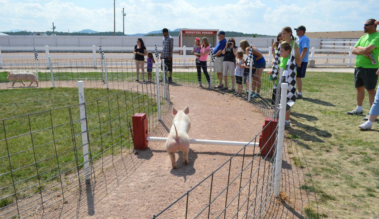 Pig race track with small pigs running and crowd cheering behind fences