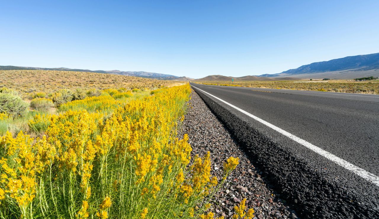 Summer wildflowers blooming beside Beartooth Highway
