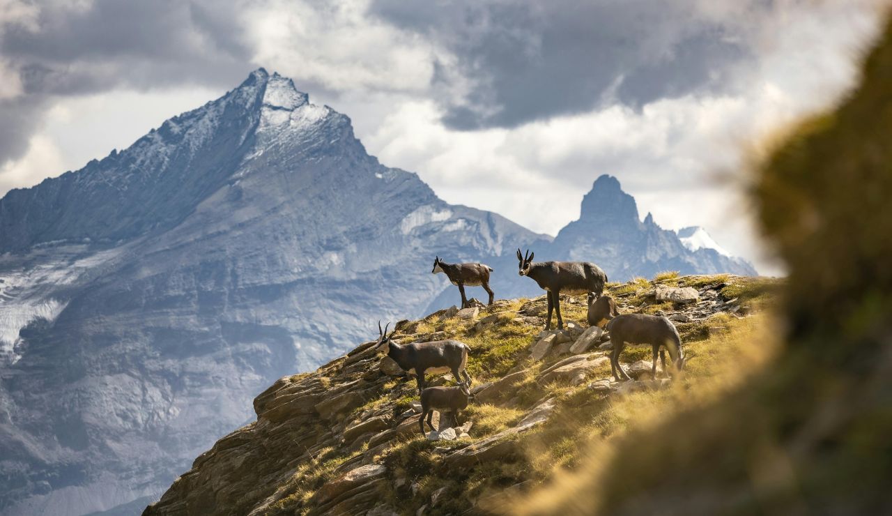 Mountain goat standing on rocks near Beartooth Highway