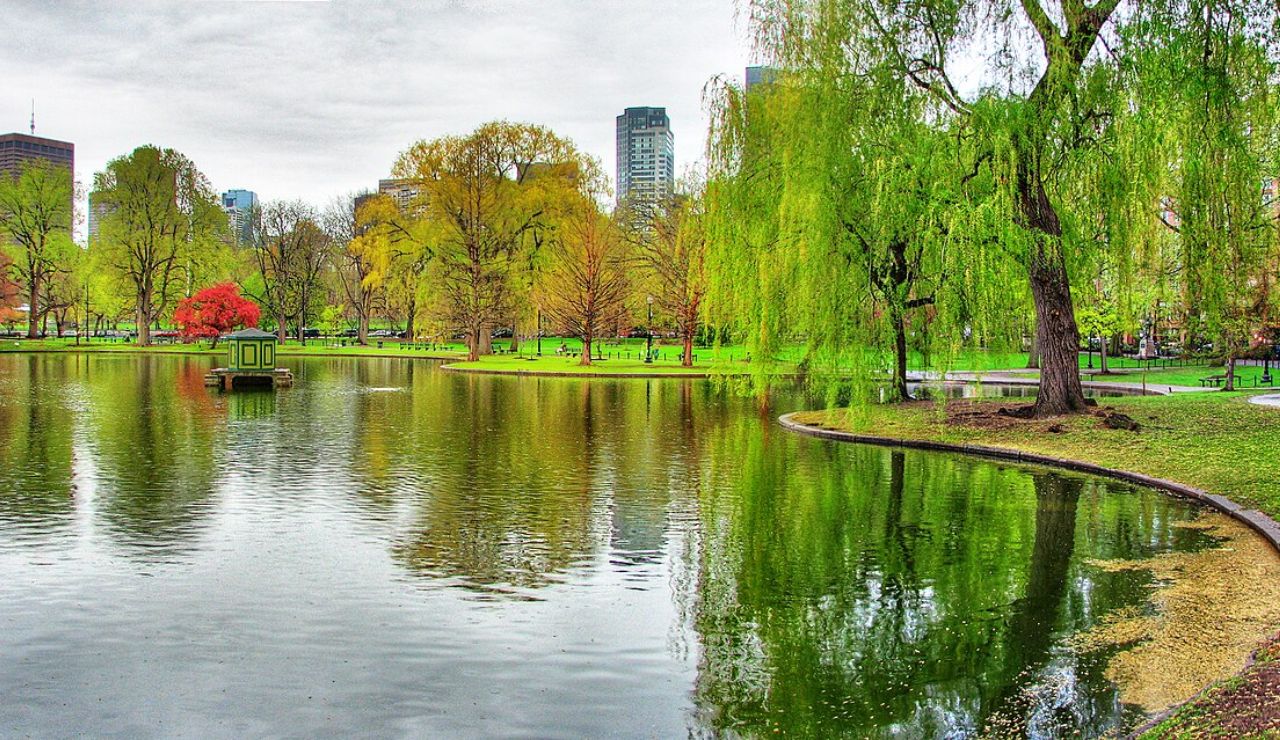 Serene city park with a pond, colorful trees, and hanging willow branches, reflecting the lush greenery and skyline in the water.