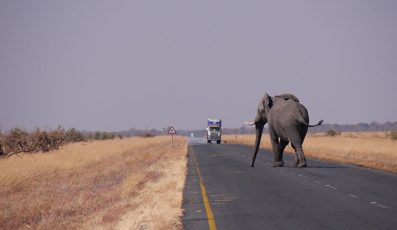 Elephant walking across a paved road in a dry savanna landscape with a truck approaching in the distance.