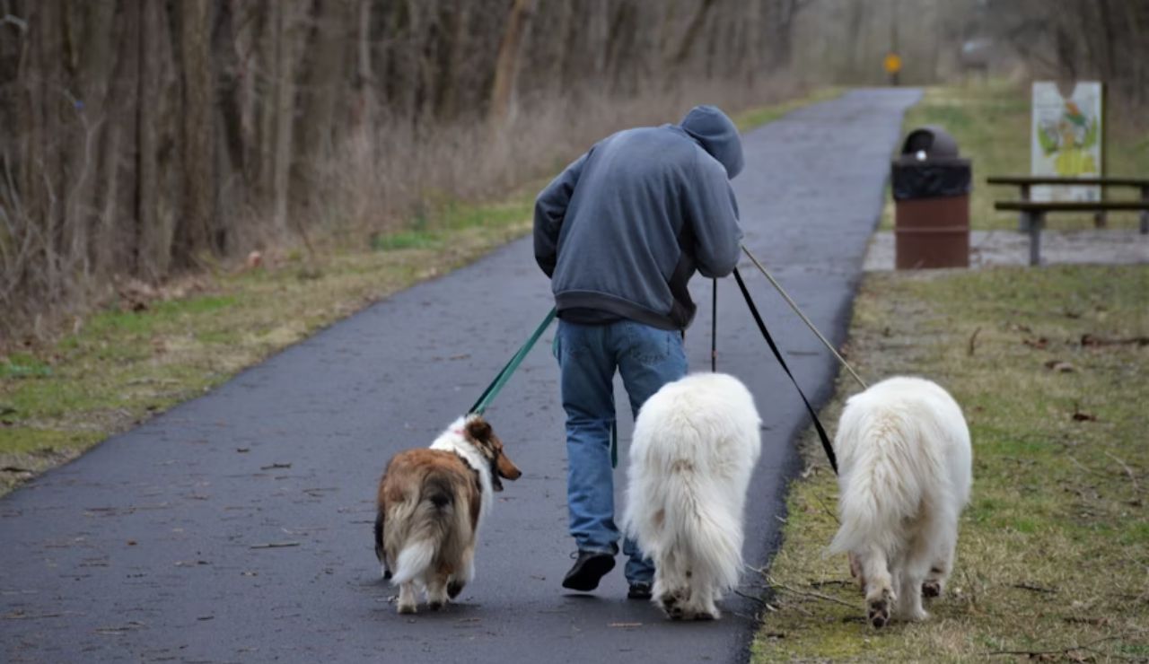Person in a hoodie walking three large dogs on a paved trail through a wooded park area.