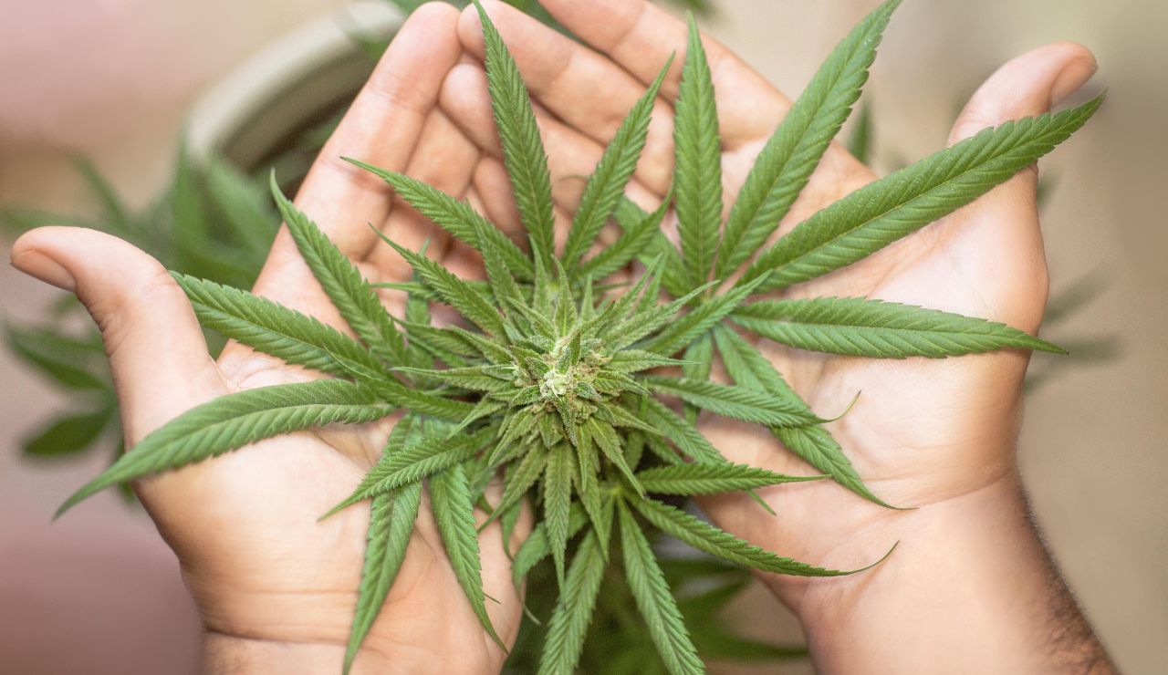 Hands gently holding a cannabis plant with green leaves.