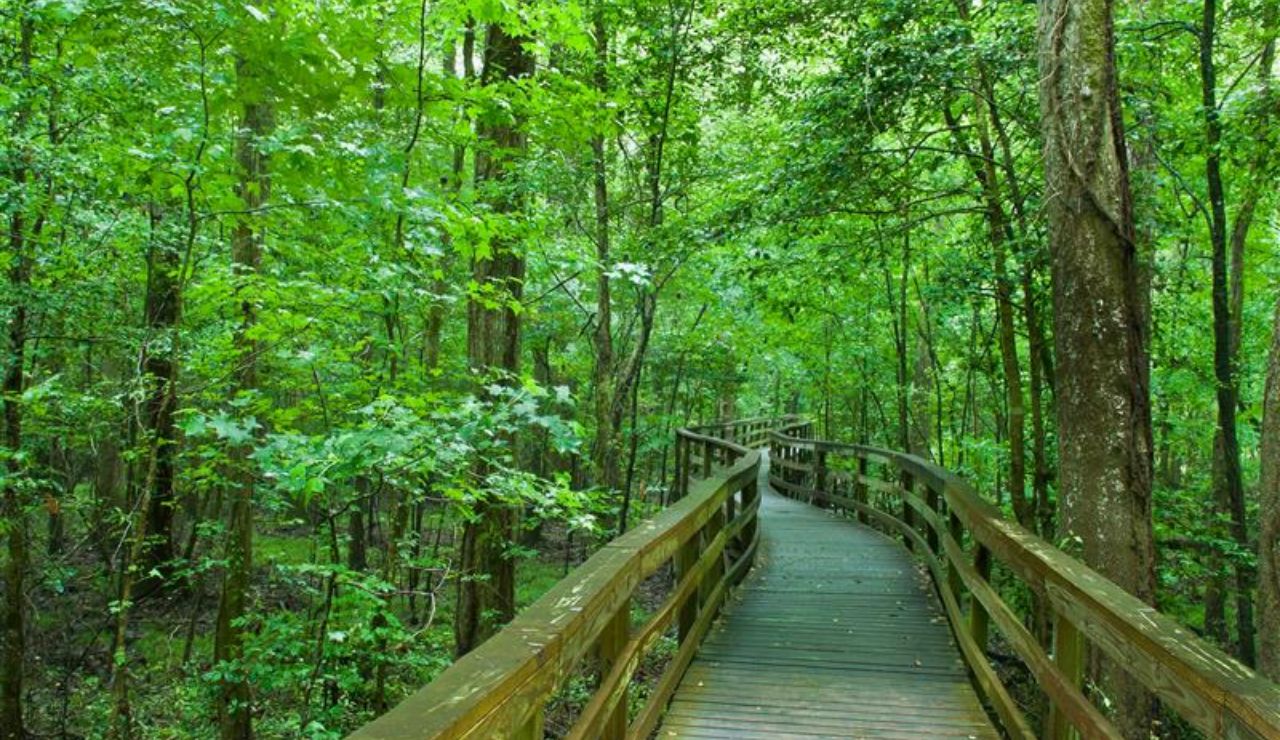 Wooden boardwalk winding through a lush green forest.