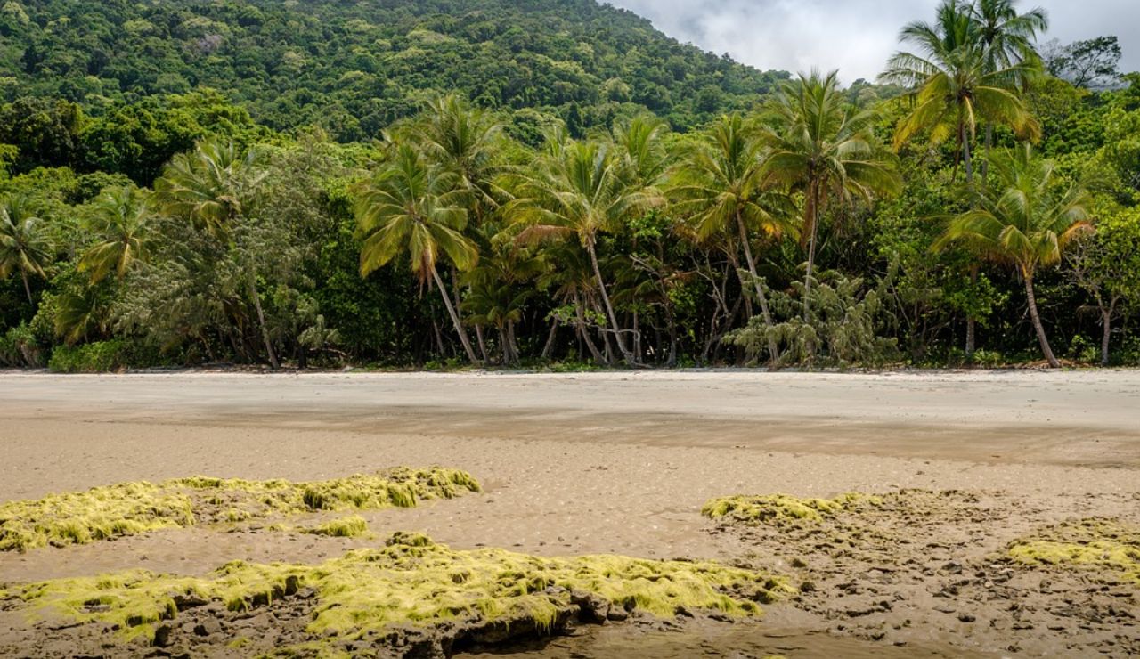 Secluded tropical beach with patches of mossy rocks on the sand, backed by dense jungle and tall palm trees.