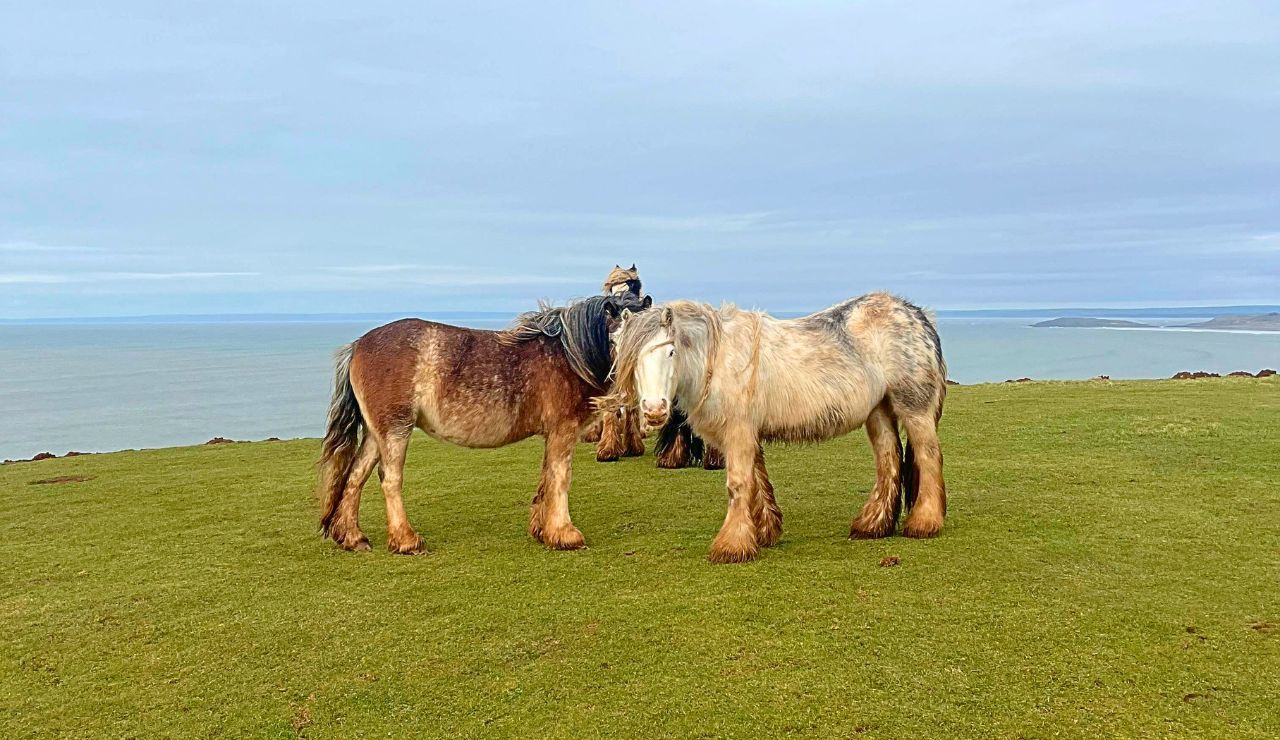 Coastal view and grazing wild ponies on Eriskay, Scotland