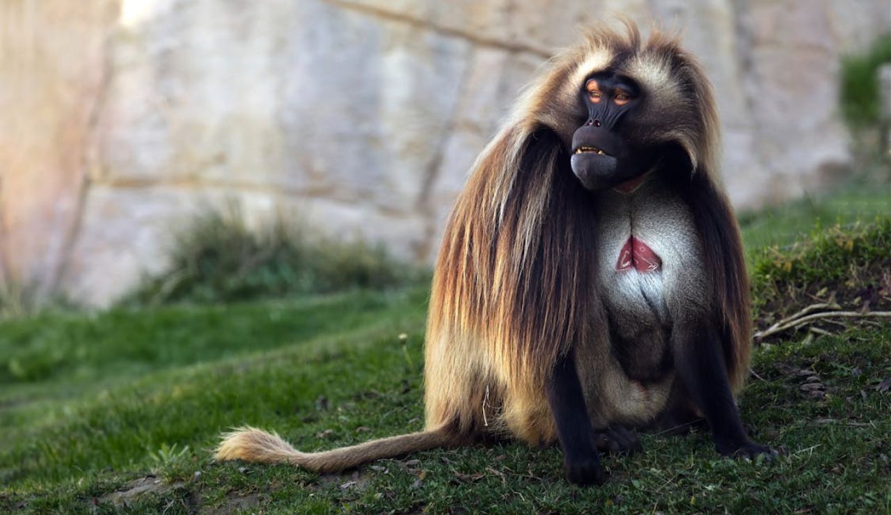 Gelada baboon sitting on grass with long golden mane and a distinctive red patch on its chest.