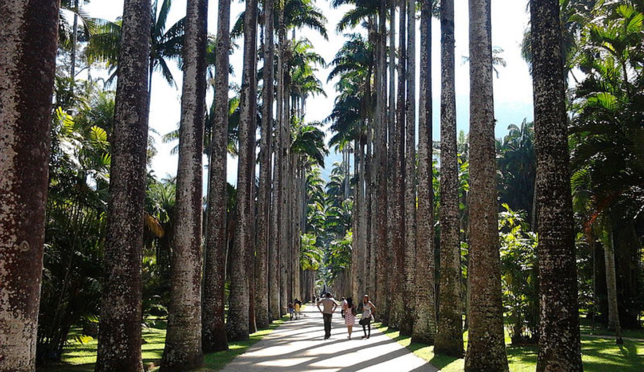 A pathway lined with tall palm trees in a sunny garden, with people walking along the path.