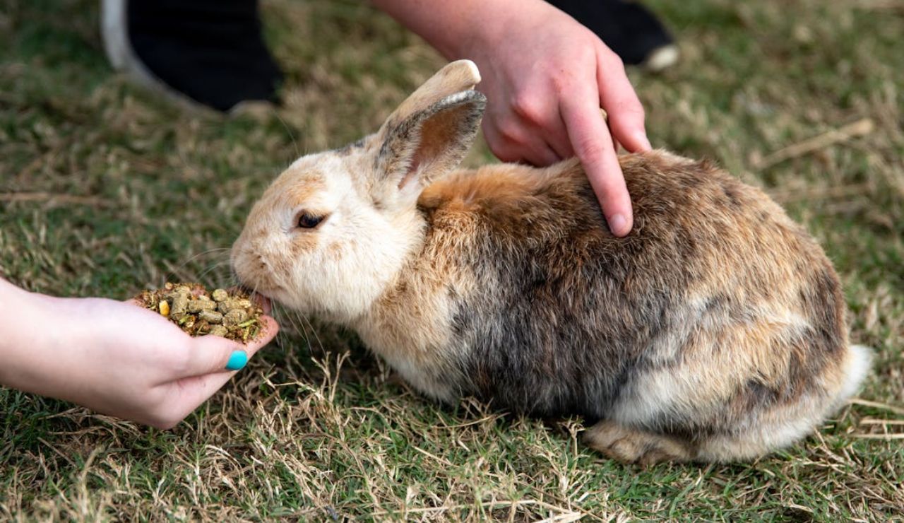 A person feeding a brown and white rabbit by hand while another gently pets it on grassy ground.