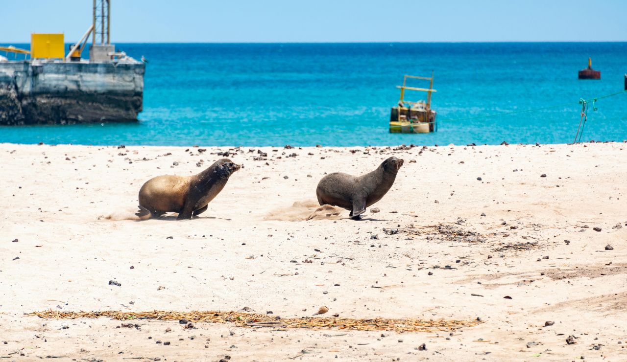 Sea lions resting on a deserted white-sand beach in Floreana.