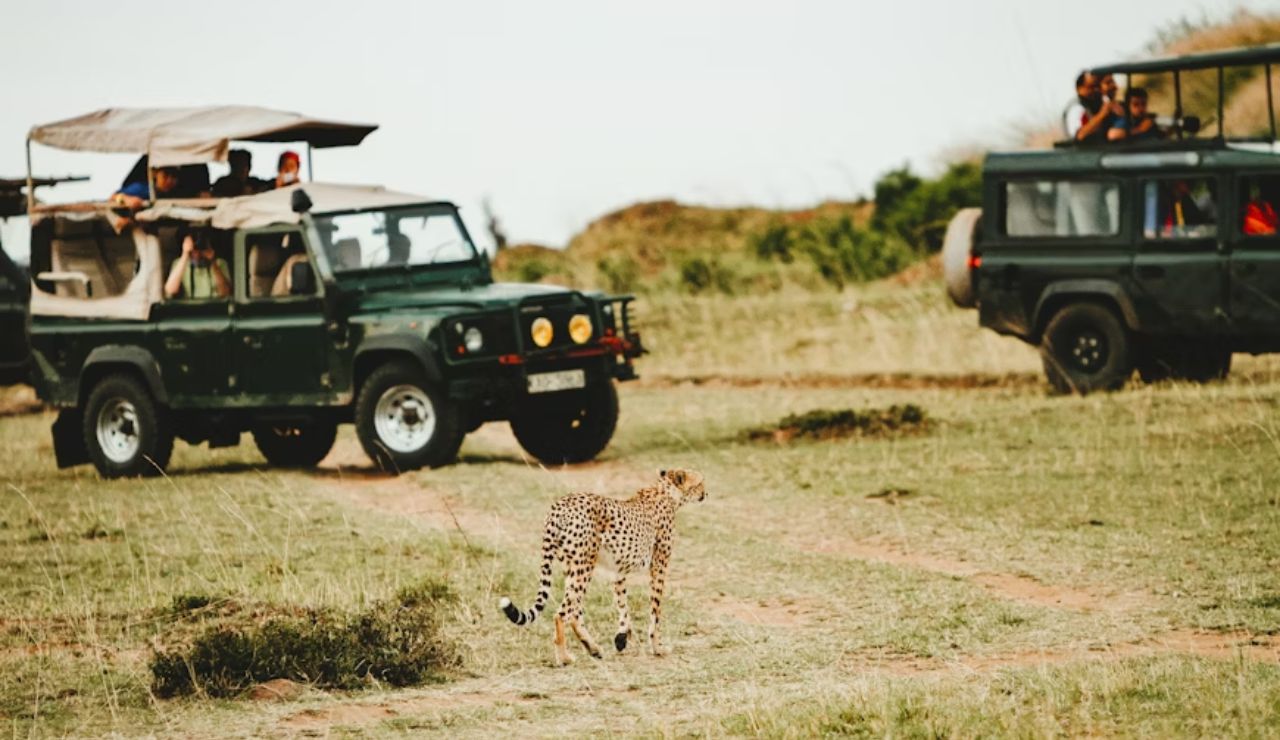 Cheetah walking on a grassy plain while two safari vehicles with tourists observe from a short distance.