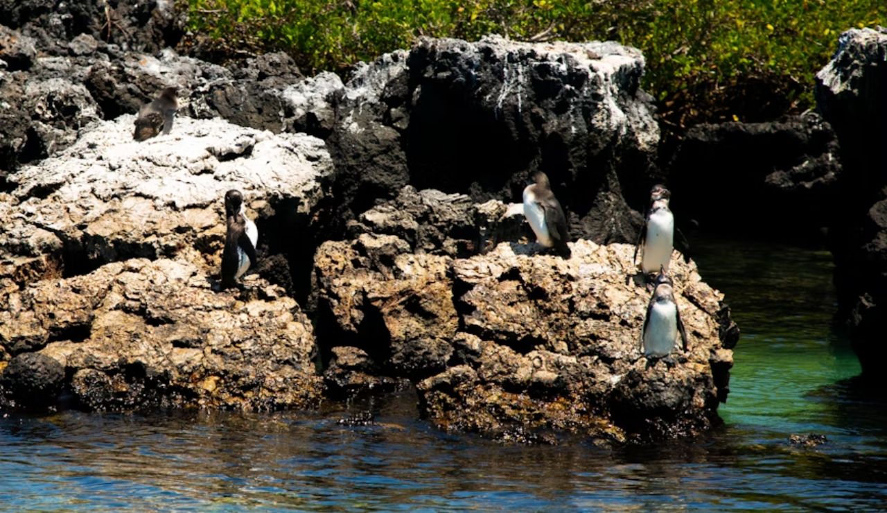 Galápagos penguins resting on rocky shoreline beside clear turquoise water.