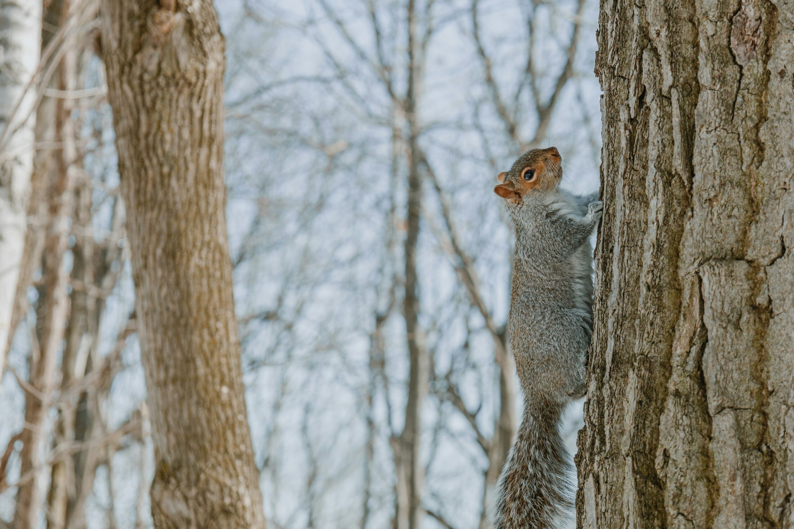 Giant Squirrel Holding a Nut, Cedar Creek