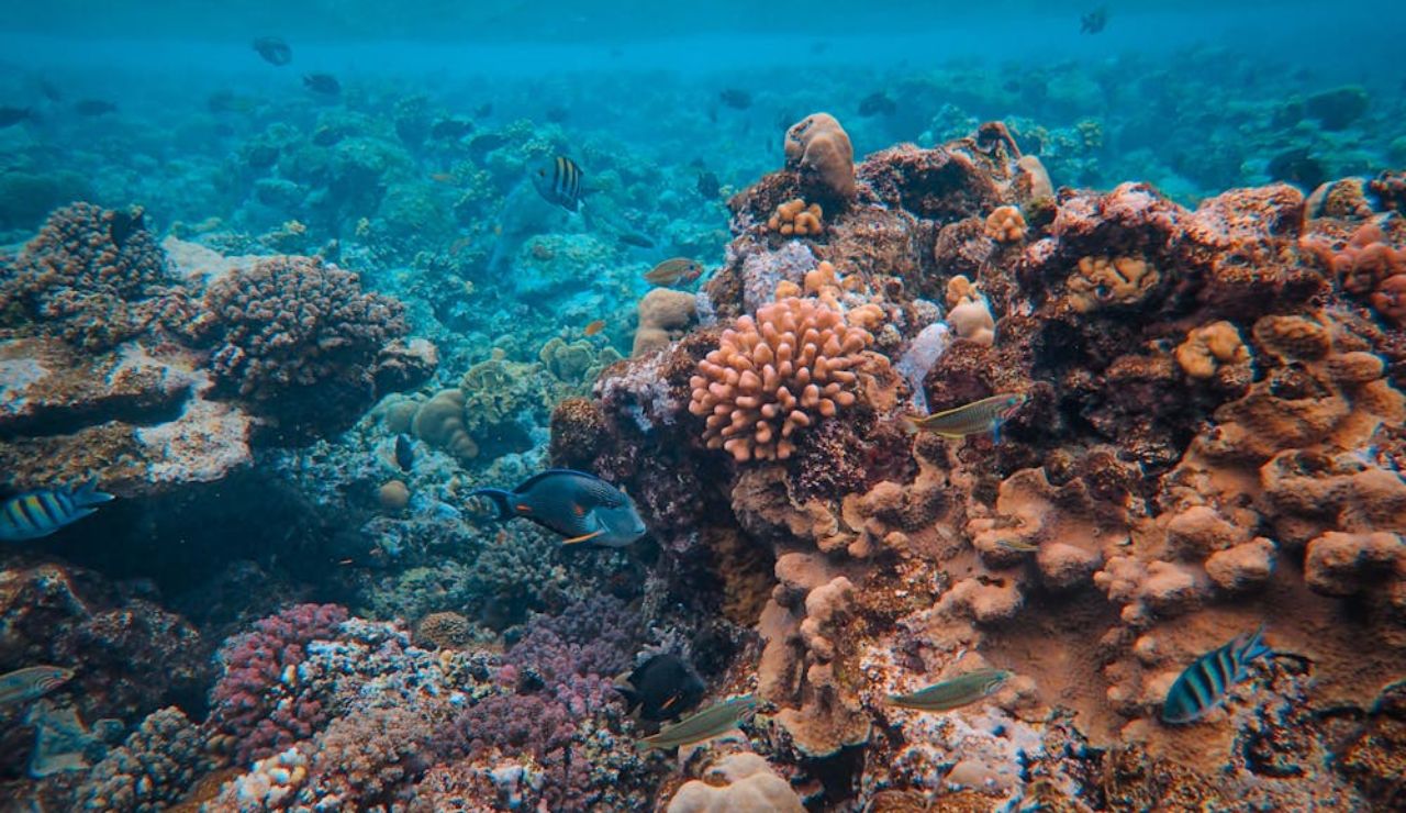 Underwater scene of a vibrant coral reef teeming with colorful fish and marine life in clear blue water.