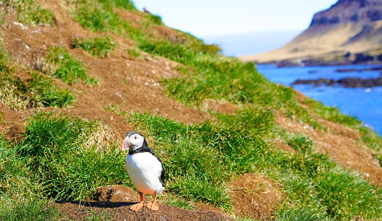 Seabird cliffs and walking trail on Grimsey Island, Iceland