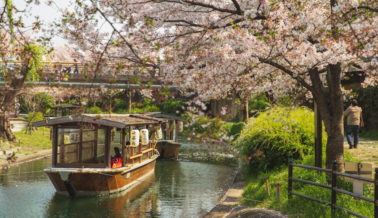 Traditional wooden boat on a cherry blossom-lined canal in Japan.