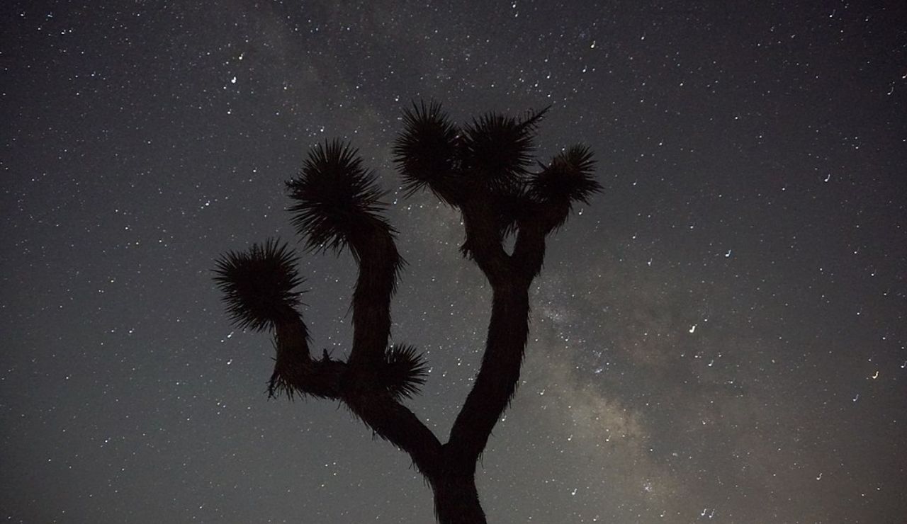 Silhouette of a Joshua tree against a star-filled night sky with the Milky Way faintly visible in the background.