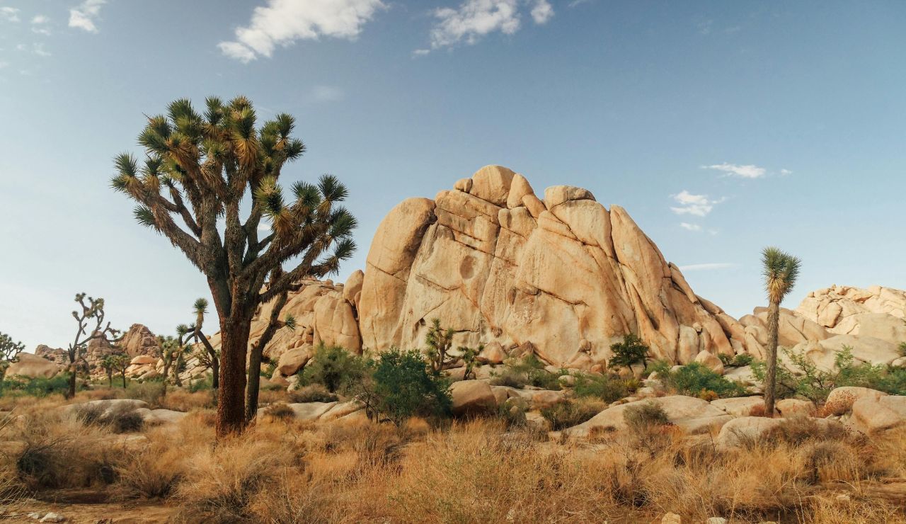 Rock formations and Joshua trees under desert sky