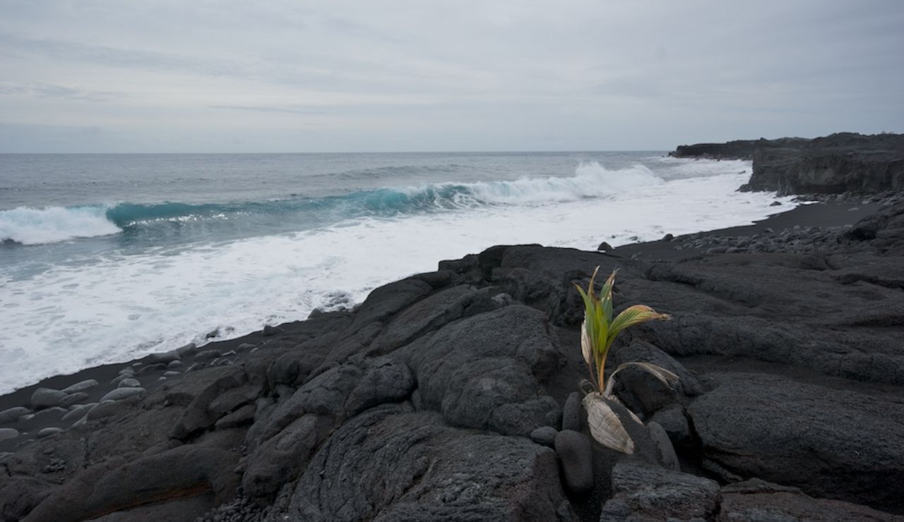 Rocky shoreline with crashing waves and a small plant growing from dark volcanic rocks under an overcast sky.