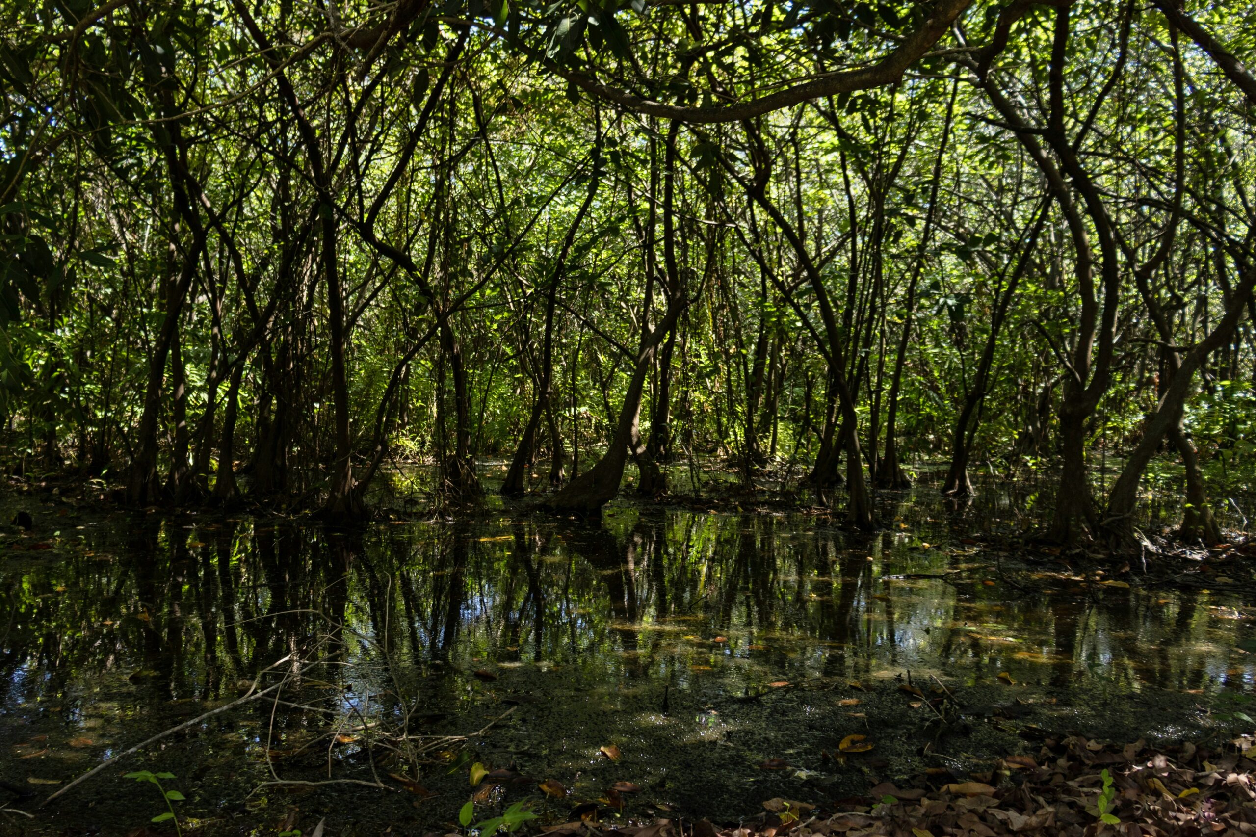 Kalba Mangroves