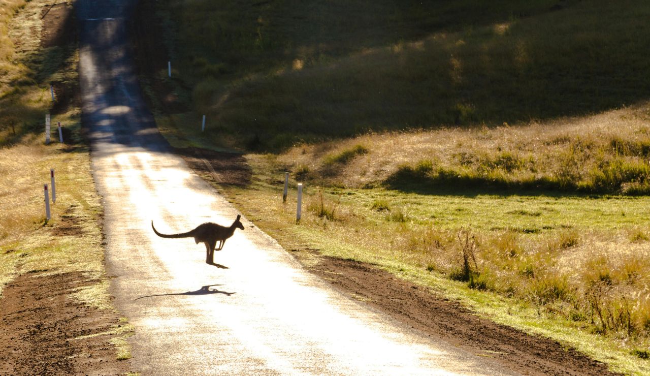 Kangaroo crossing a quiet road in Australia