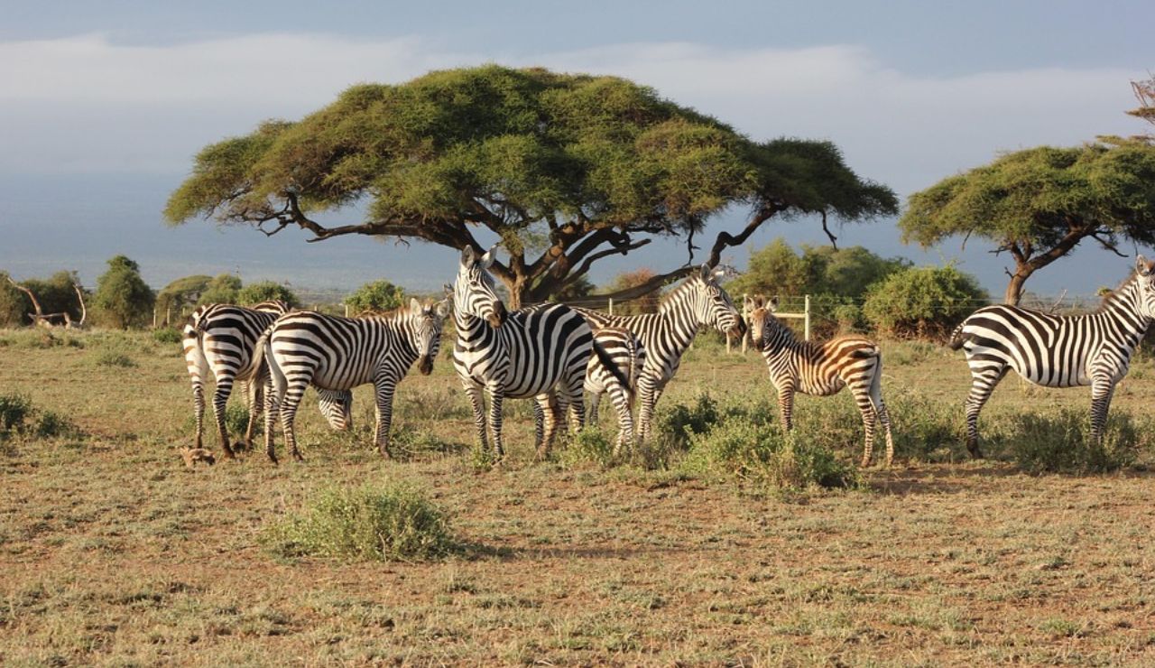 Group of zebras grazing on a grassy plain with acacia trees in the background under a clear sky.