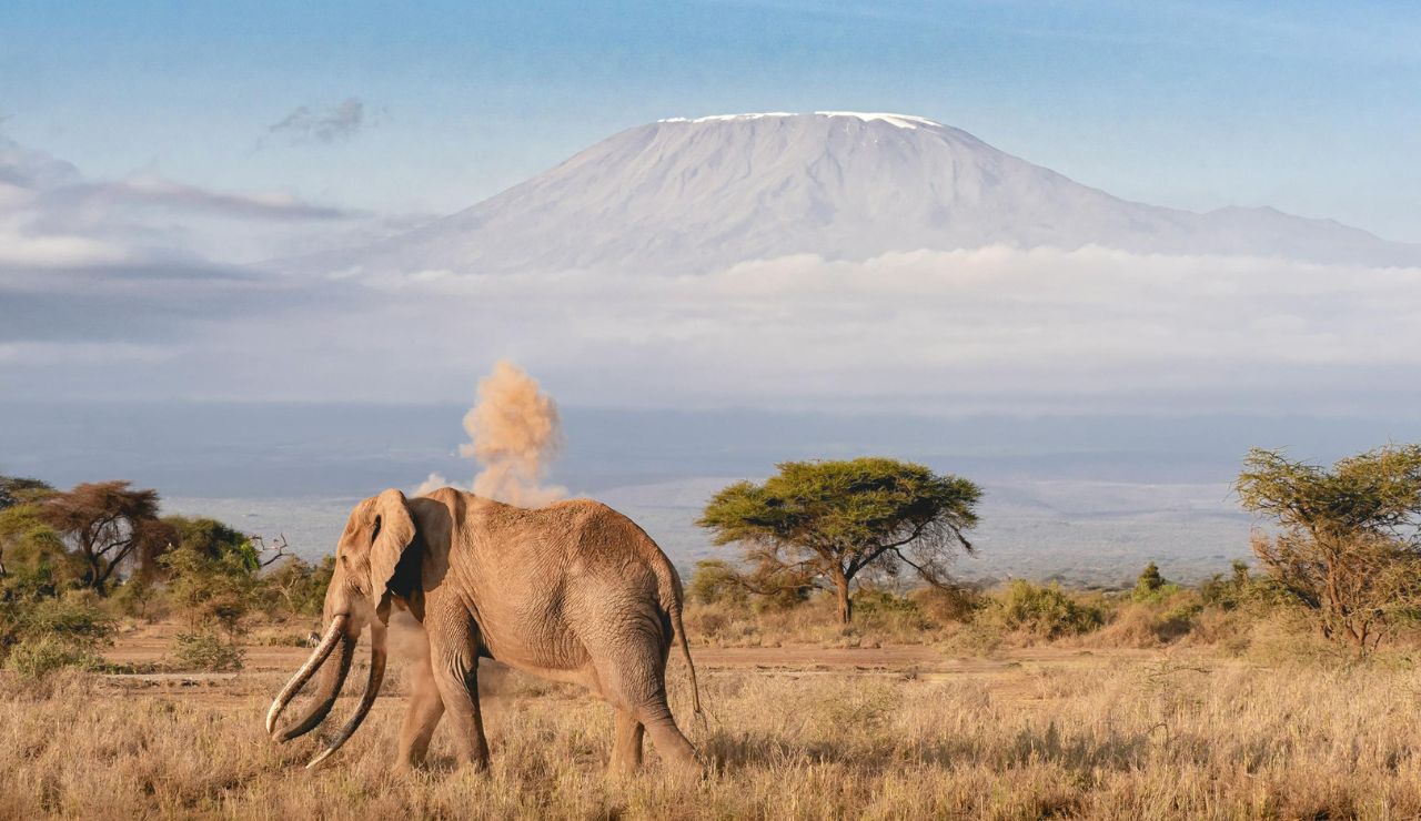 Mount Kilimanjaro rising above the plains with acacia trees