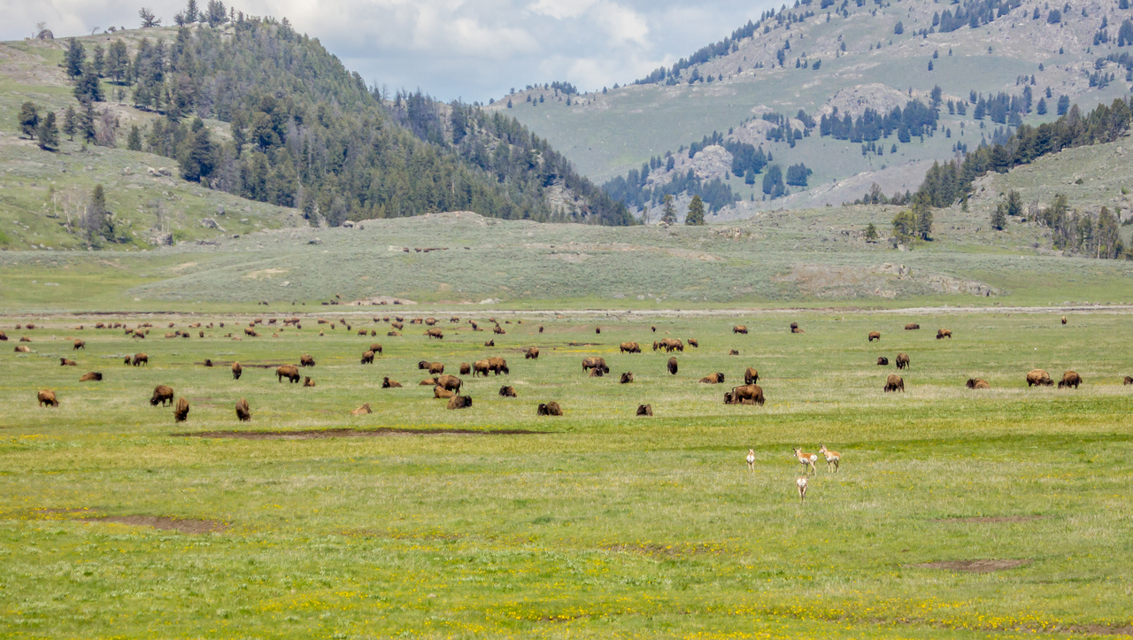 Lamar Valley