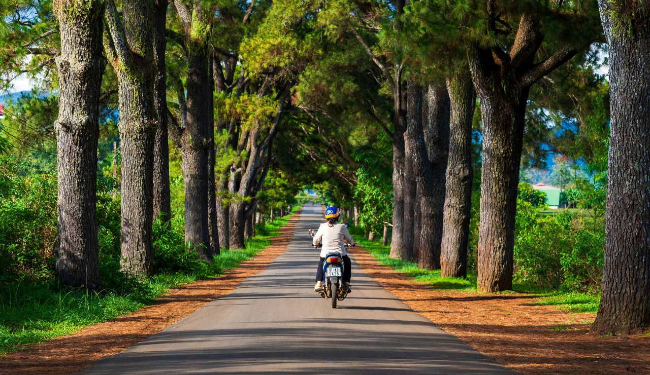 Tree-lined bike path along the walls of Lucca